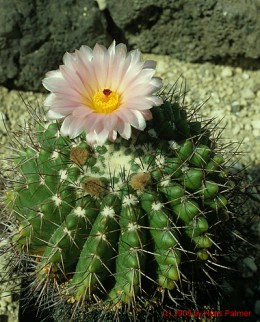 Notocactus cv. buiningii x herterii 